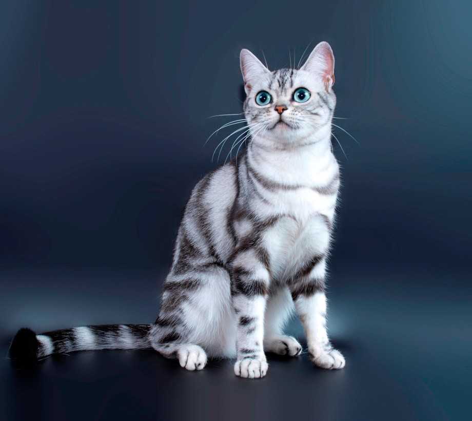 Американская короткошёрстная кошка: фото, описание, характер, содержание, отзывы