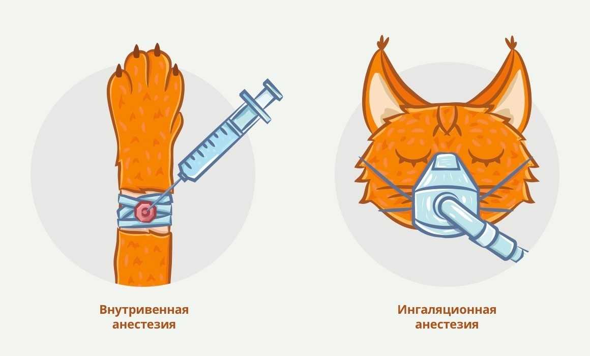 Удаление зубов у кошек. что делать, если кот сломал зуб, выбил, если у кота шатается зуб. как вырвать зуб коту, кошке, котенку