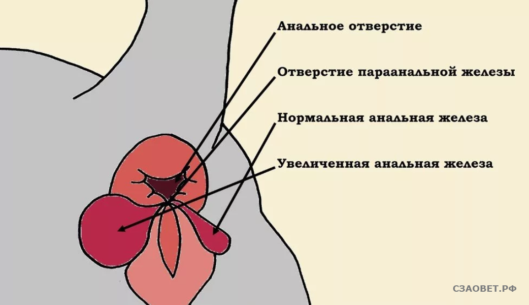Болезни кастрированных котов