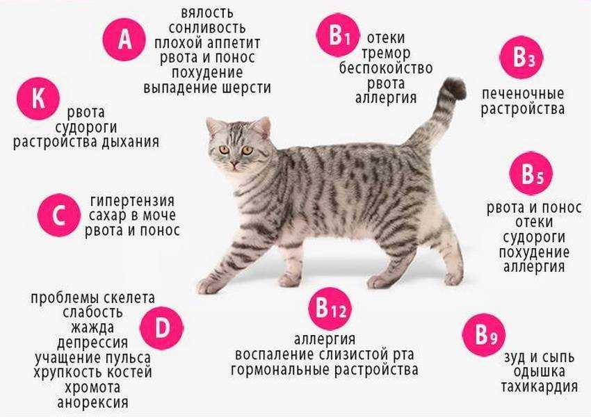 Почему кошка ест своих котят: естественные и патологические причины
