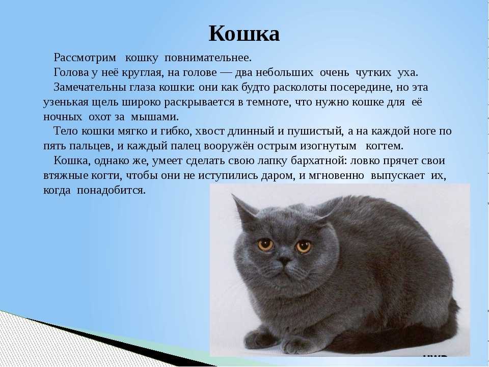 Почему домашние кошки агрессивны и как приручить дикого котенка? объясняет эксперт: новости, животные, собаки, кошки, воспитание, дом, питание, домашние животные