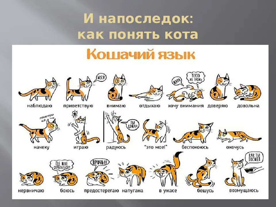 ​Узнайте способы определения хорошего или плохого настроения у кошки Как определить его по выражению мордочки телодвижениям положению хвоста и другим признакам
