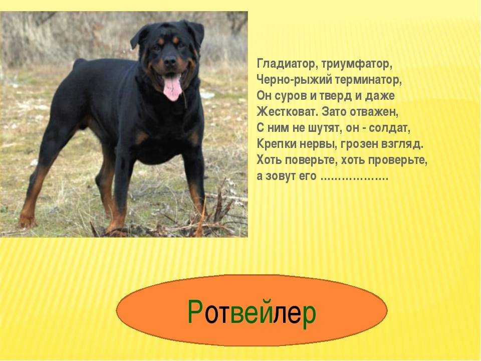 Ротвейлер - характеристика породы, стандарты, фото