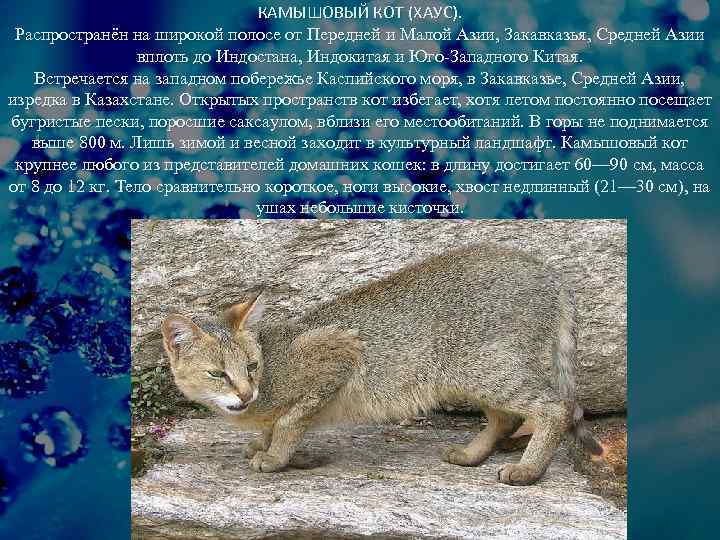 Камышовый кот — история происхождения породы, как выглядит на фото, где обитает и чем питается