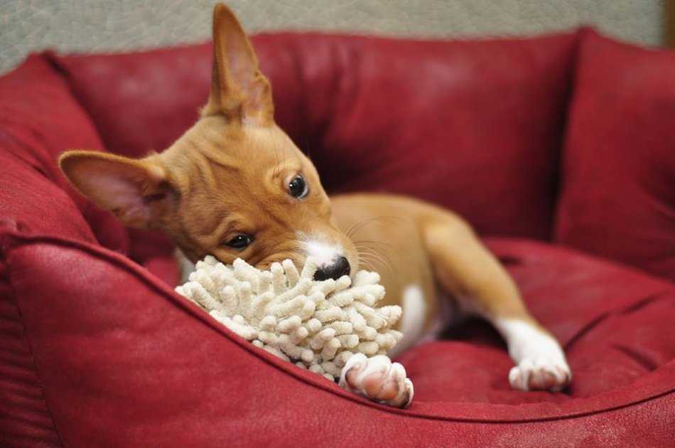 Басенджи | basenji
