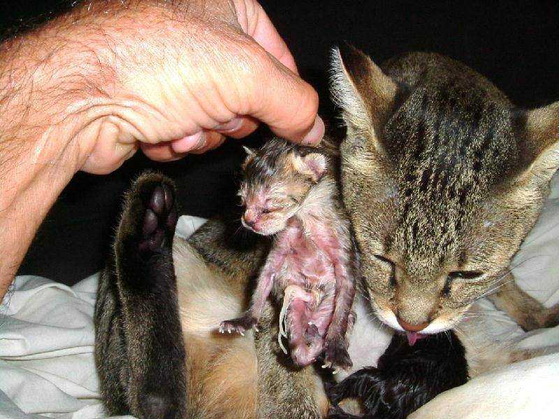 Роды у кошки: что нужно, как рождаются котята, как помочь родить