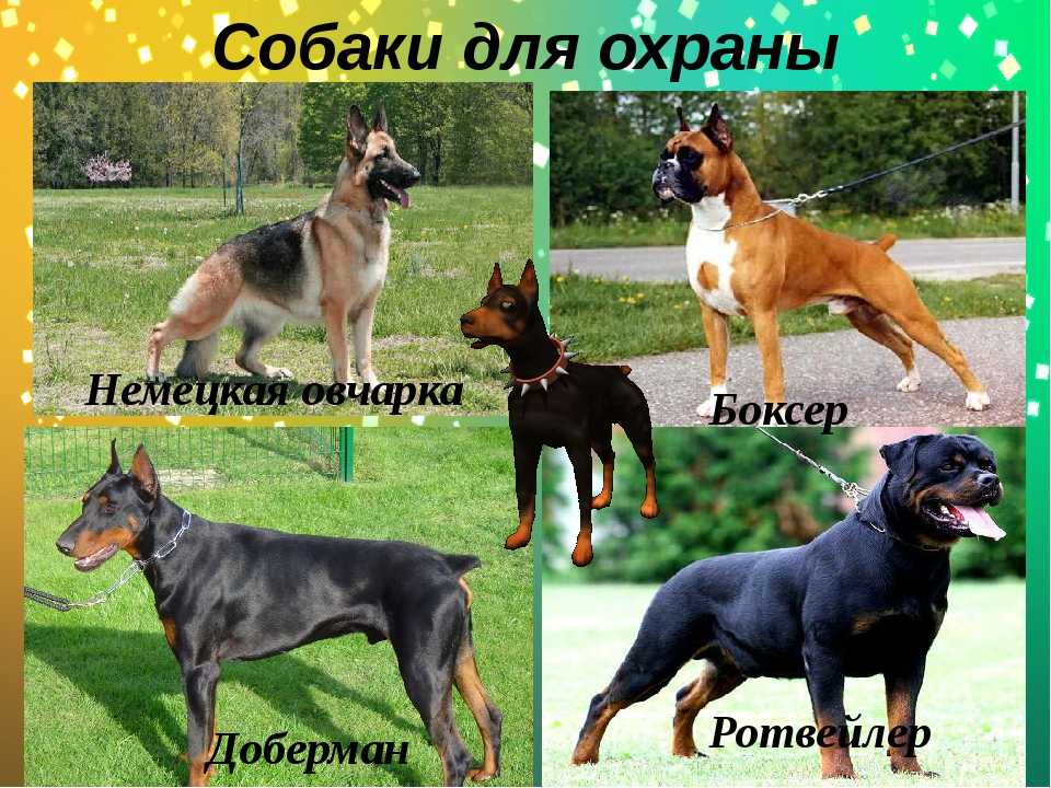 Какая лучшая порода собак для охраны частного дома - небольшие и средние породы собак для охраны частного дома | советы по недвижимости