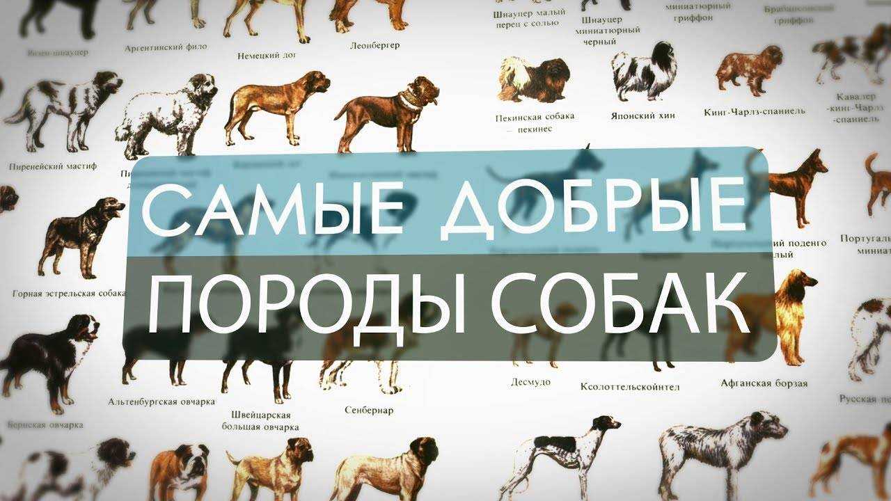 Лучшие породы собак для детей и квартиры с описанием и фото