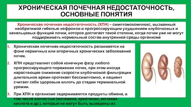 Хпн у кошек — почечная недостаточность у котов: симптомы, лечение