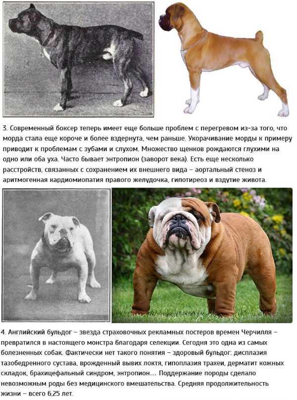 Боксёр (немецкий боксёр)