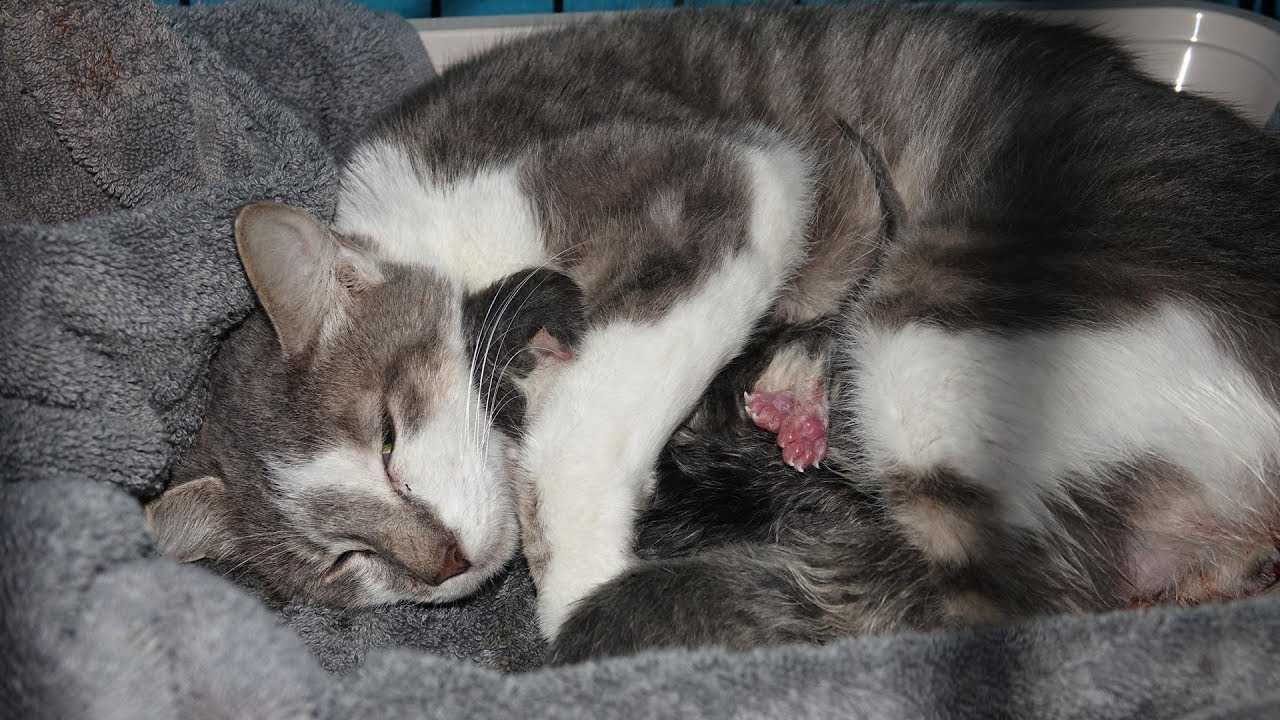 Послеродовые осложнения у кошек.