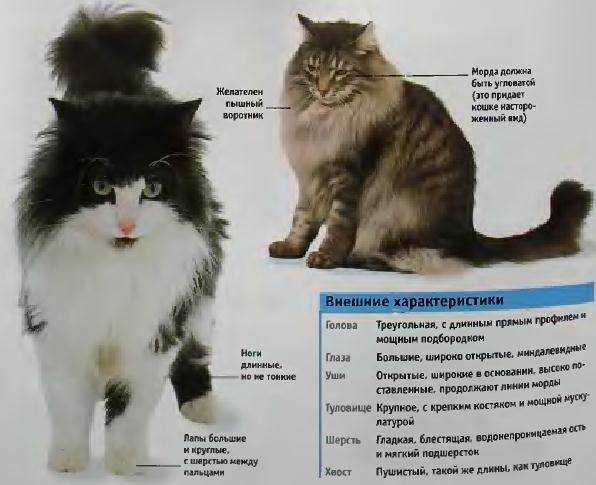 Ищете информацию о сибирской кошке Вы можете познакомиться с сибирской породой кошек узнать их характер особенности ухода и содержания