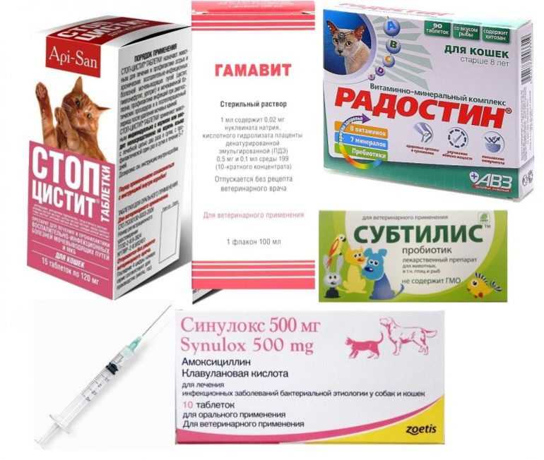 Анальгетики при артрозе у животных - noltrex в ветеринарии.