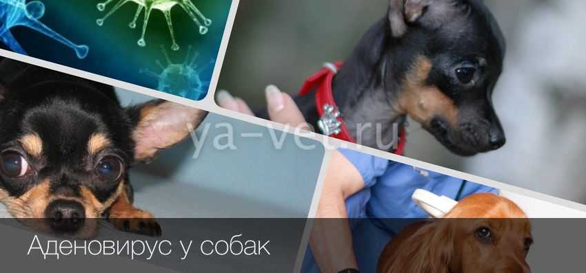 Аденовирус у собак │ как лечить собак с аденовирусной инфекцией?