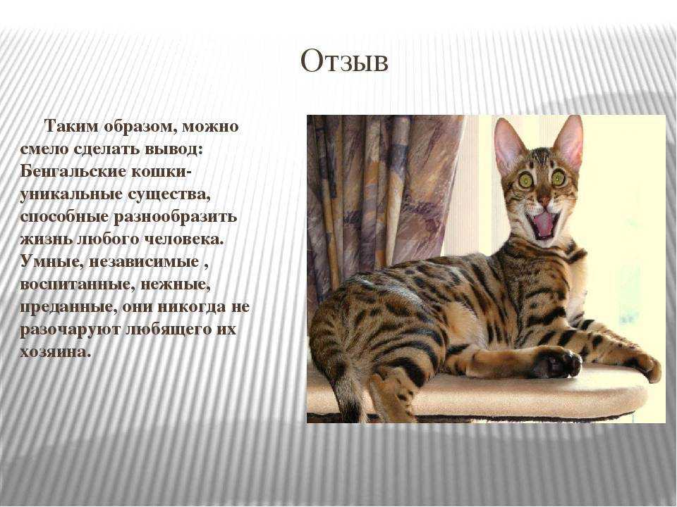 Бенгальская кошка: фото, описание породы, характер, здоровье, уход и содержание