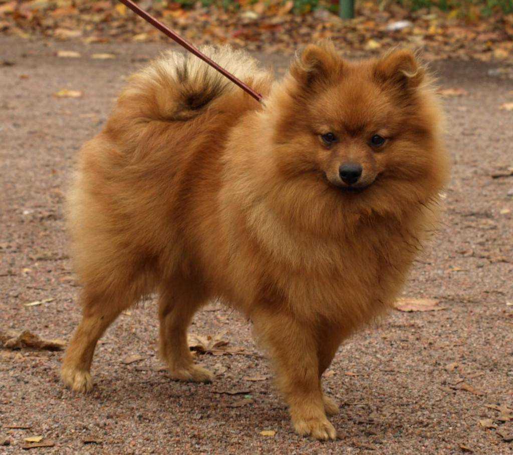 Немецкий шпиц