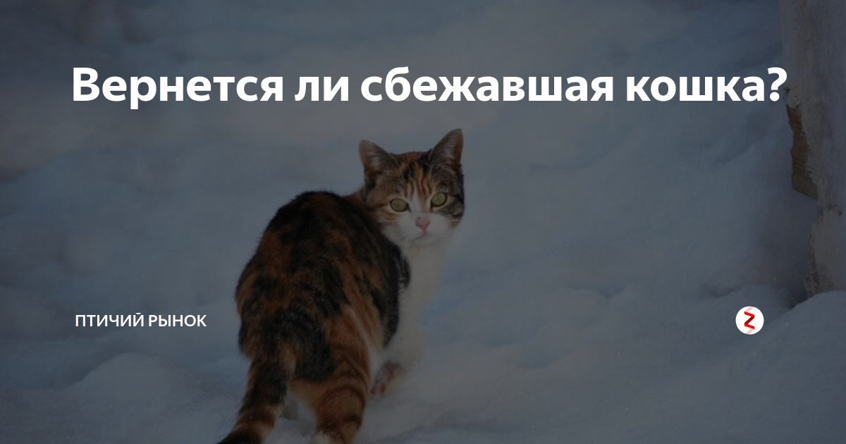 Взрослый кот или котенок ушел из дома и не вернулся почему это произошло где искать животное когда начинать поиски Какие народные способы помогут найти сбежавшего кота
