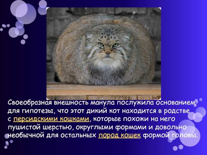 Дикий кот манул: история открытия и особенности вида, фото котёнка и взрослой кошки, ареал обитания и образ жизни