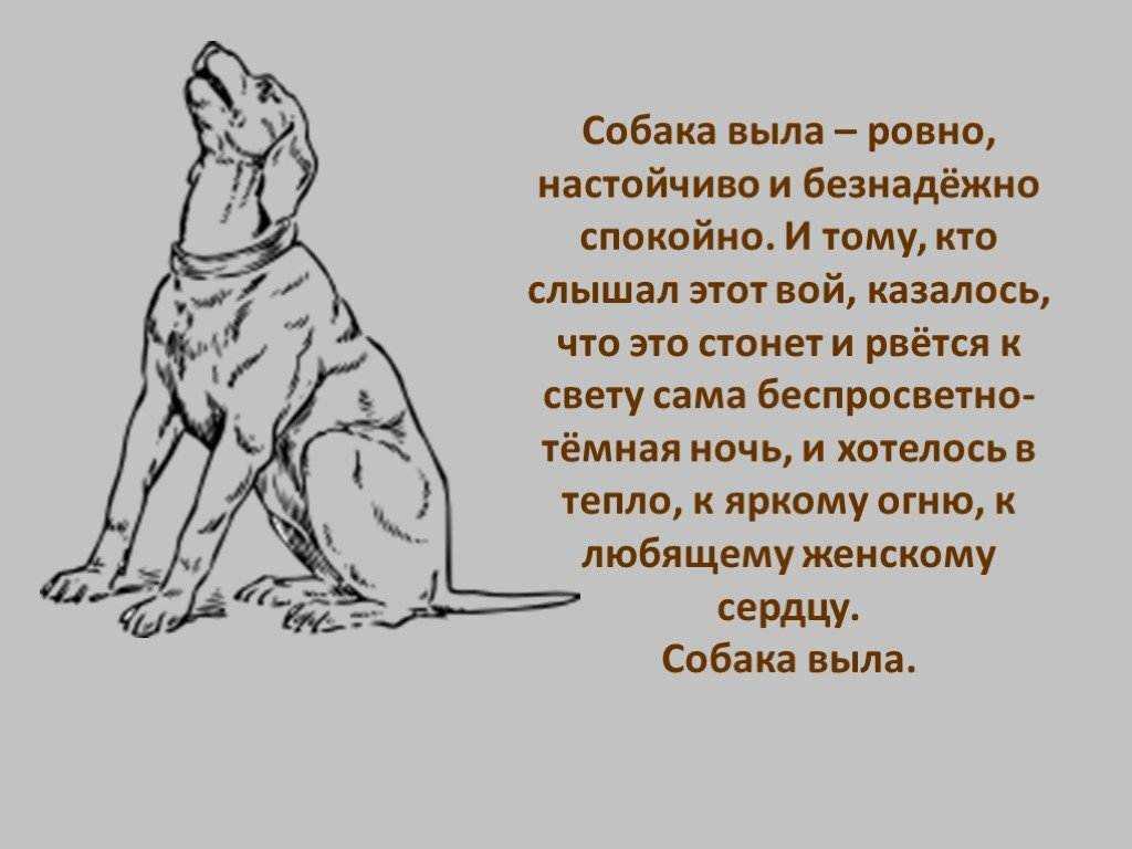 Почему собака воет - во дворе, по ночам, на луну и по другим причинам