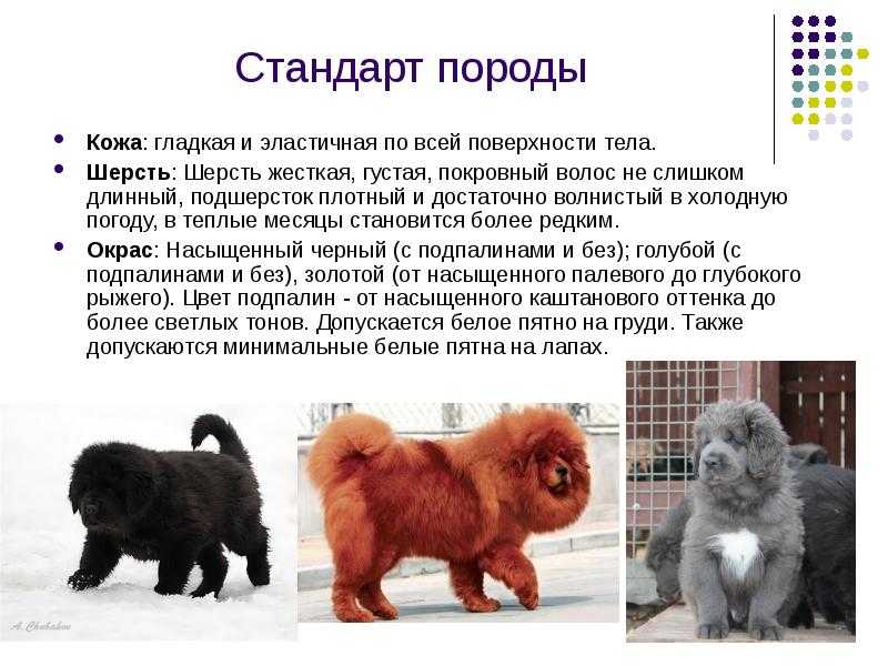 Тибетский мастиф: фото, описание, характер, содержание, отзывы