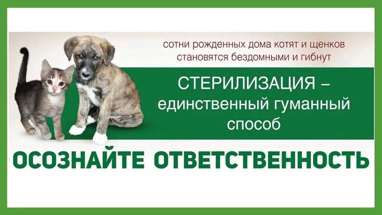 Стерилизация собак: позитивные и негативные стороны