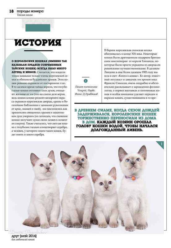 Кинкалоу | все о кошках