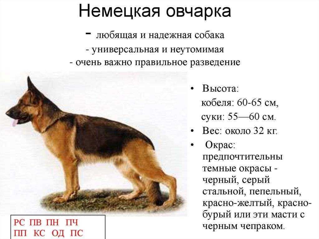 Стандарт немецкой овчарки - окрасы, длина шерсти, вес, длина, высота, голова, зубы, лапы, хвост