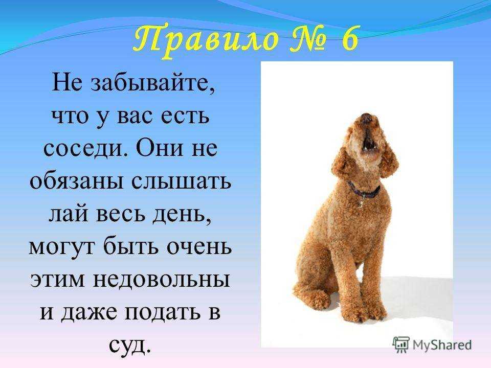 Почему воет собака: причины, приметы, как отучить
почему воет собака: причины, приметы, как отучить