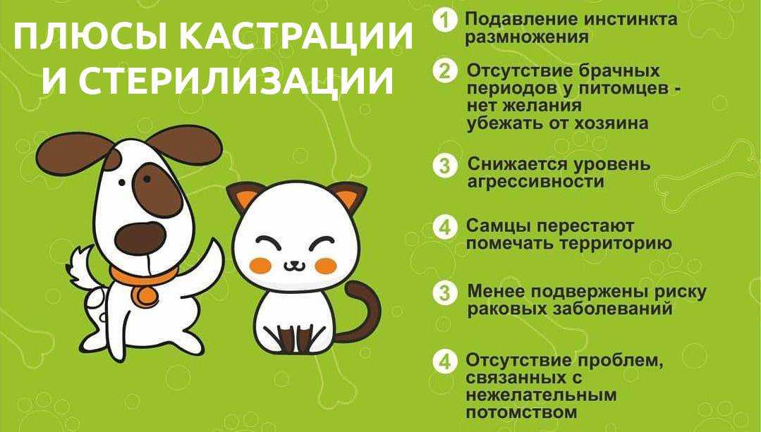 Стерилизация собак — основные методы, все за и против операции