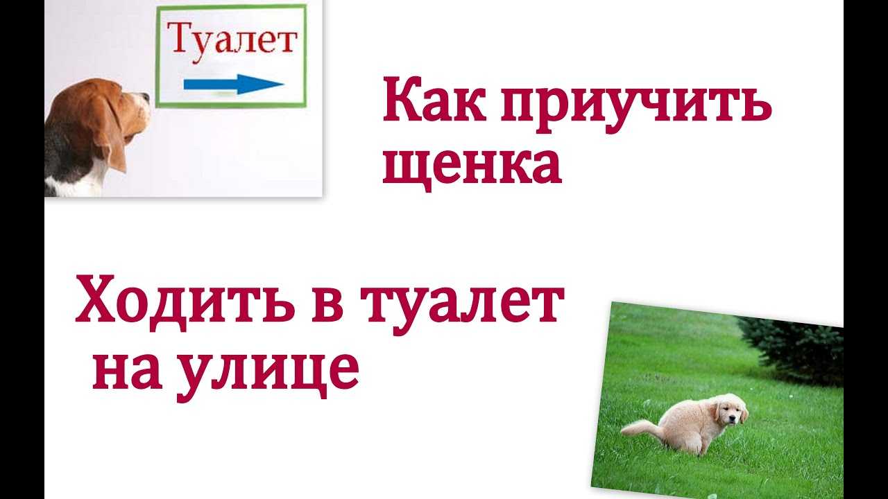 Как приучить собаку к унитазу