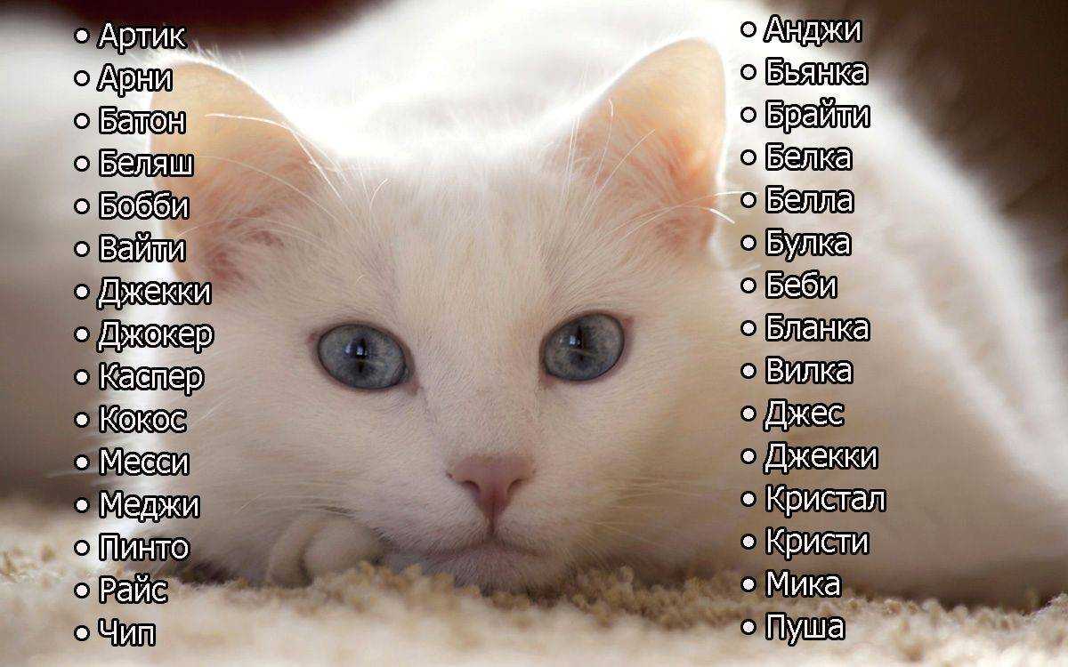 ᐉ клички для котят-мальчиков по алфавиту - ➡ motildazoo.ru