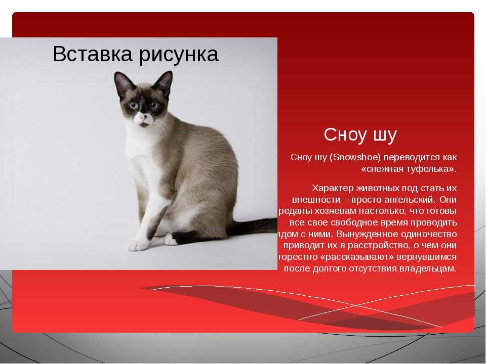 Сноу-шу  фото кошки, история и описание породы, характер, уход