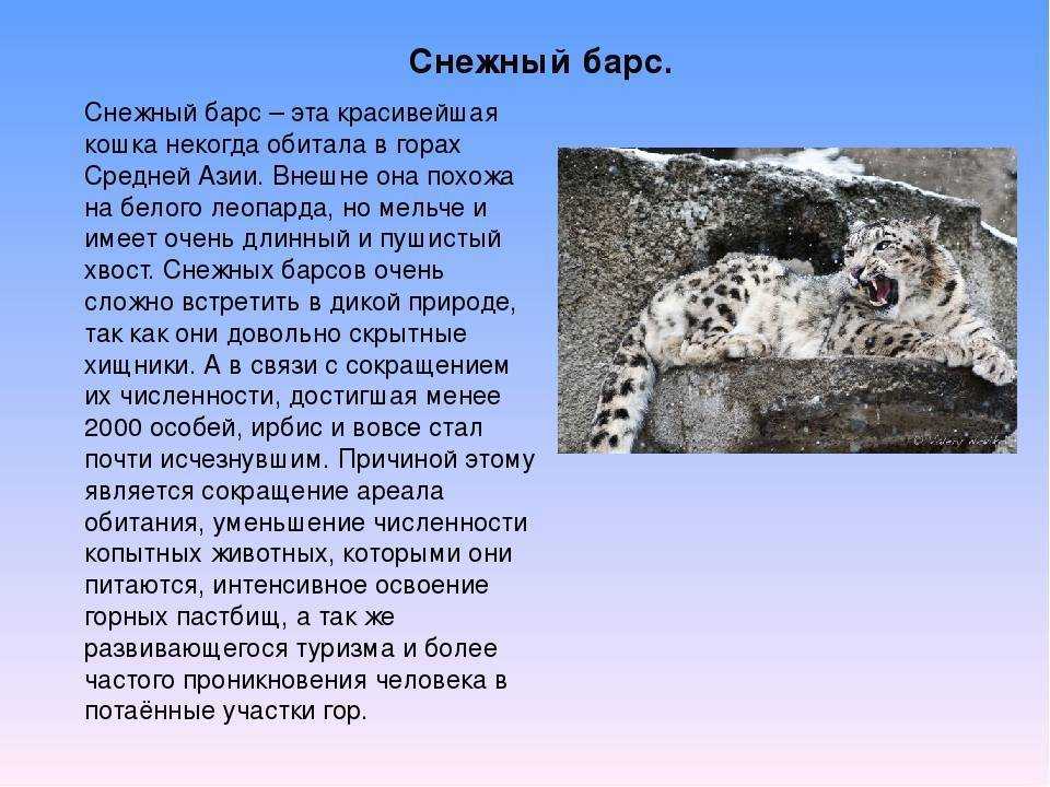 Снежный барс описание. где обитает снежный барс?