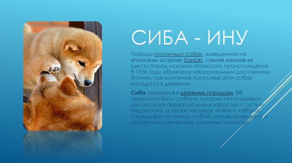Северная инуитская собака: описание, фото, характер, история, содержание
