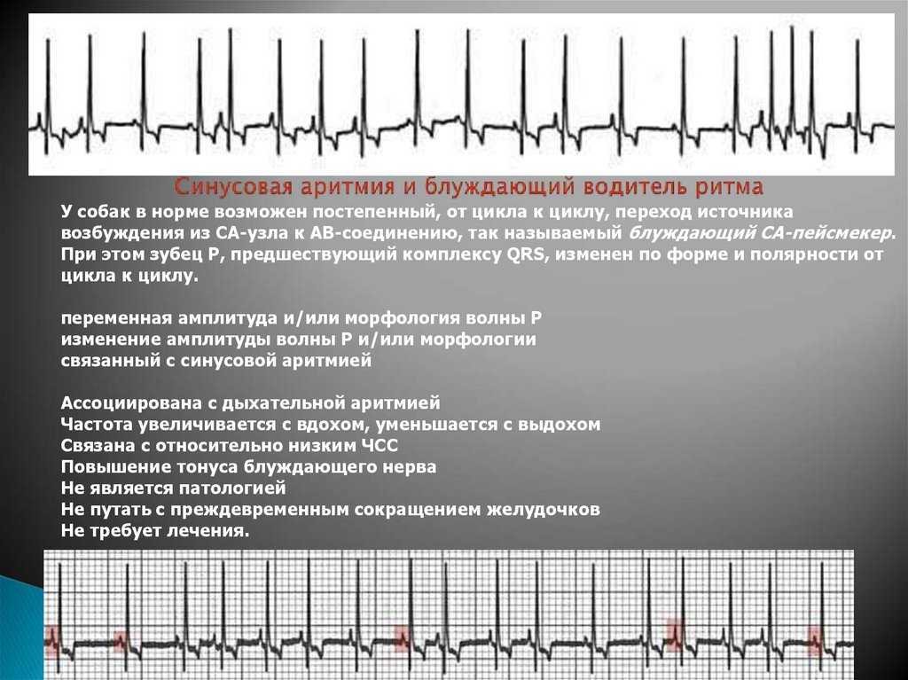 Сердечная аритмия у собак, причины, диагностика и лечение | блог ветклиники "беланта"