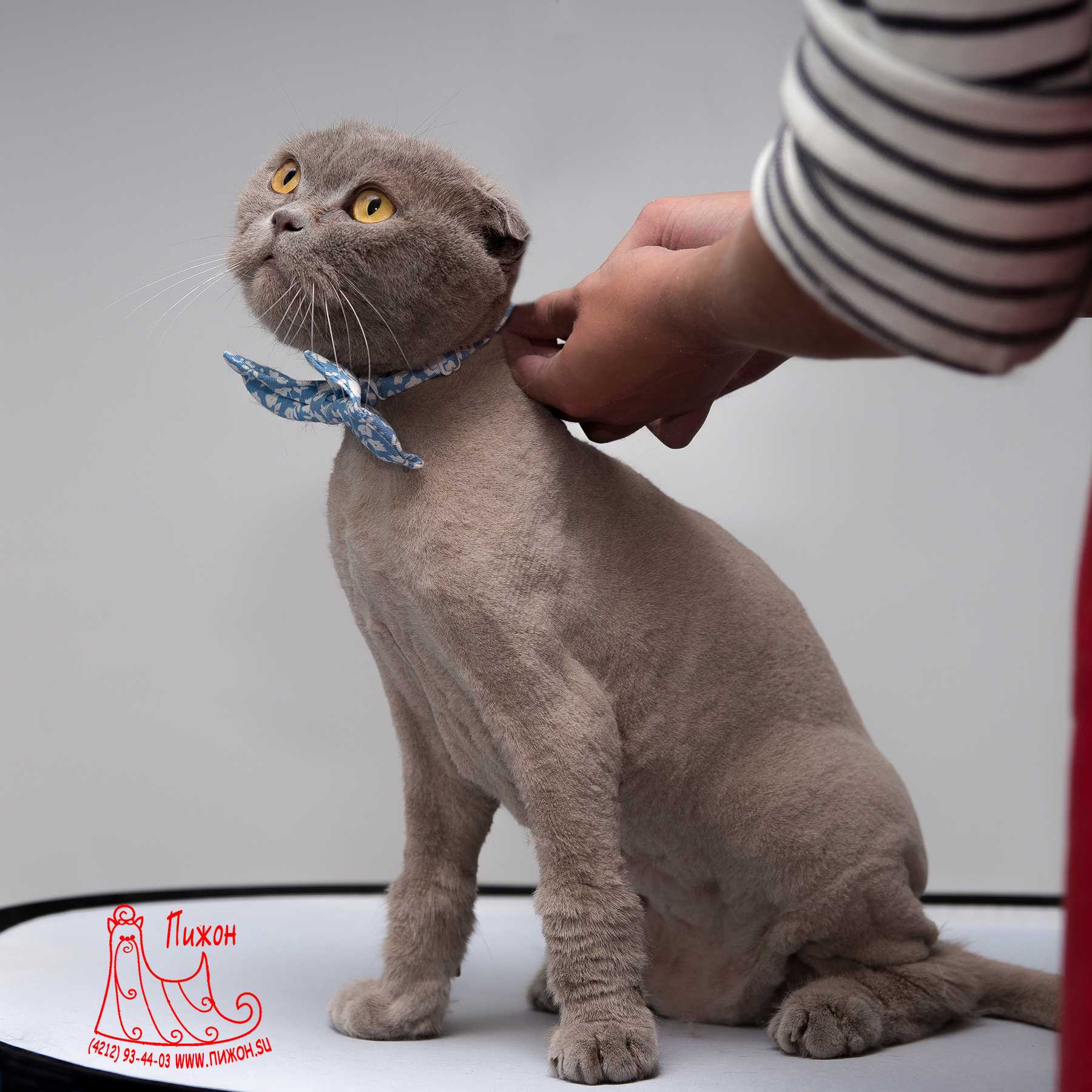 Зачем стригут кошек: почему нельзя и как часто можно подстригать котов