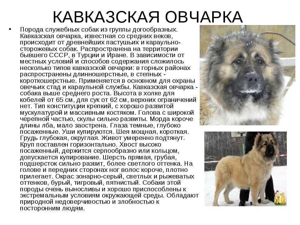 Узнайте характеристику собаки породы кавказская овчарка рост вес сколько стоит овчарка в каких питомниках лучше купить собаку этой породы