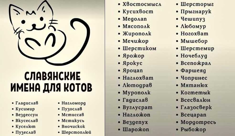 Красивые клички (имена) для кошек девочек