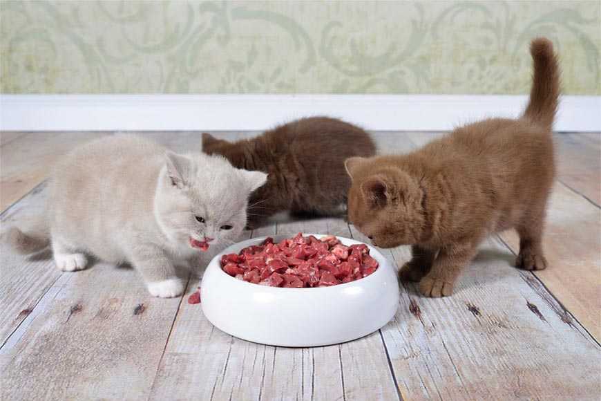 Чем кормить кота, кроме сухого корма?