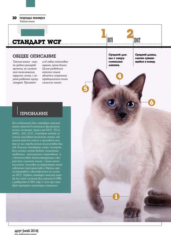Тайская кошка описание породы и характера. окрасы тайских кошек