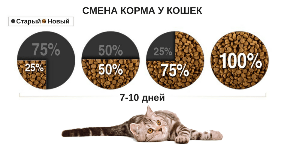 Приучаем кошку к домашней еде: доводы в пользу здорового питания | ваши питомцы