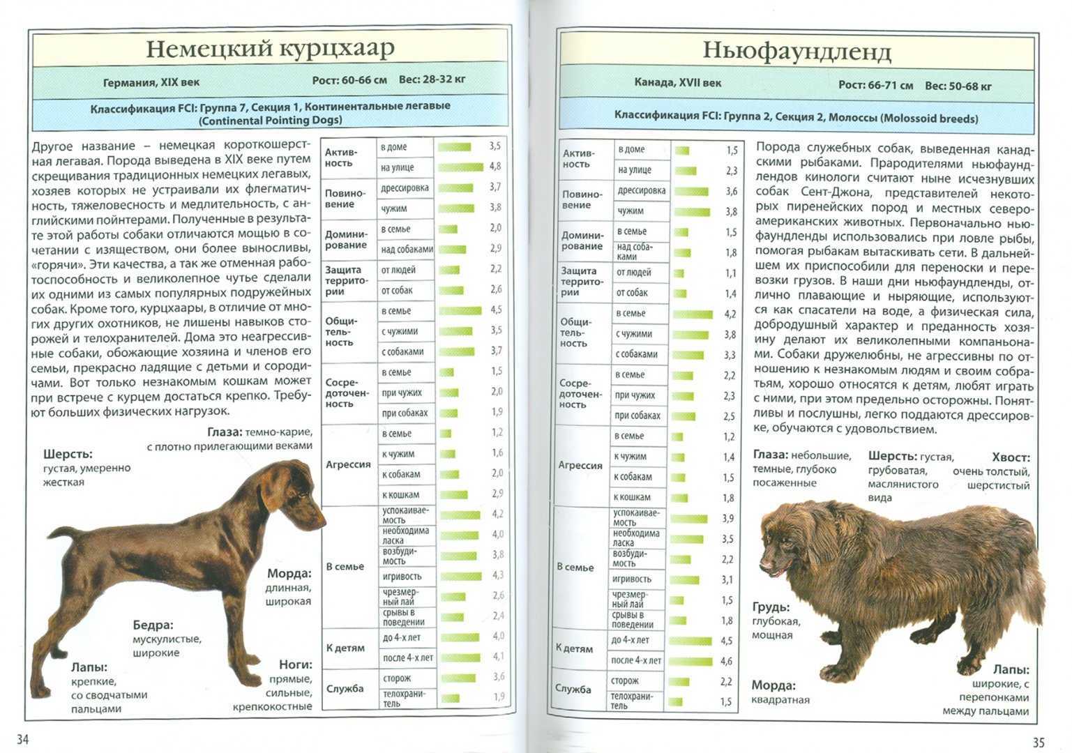 Курцхаар фото, описание породы, характер, болезни, отзывы, видео дрессировка