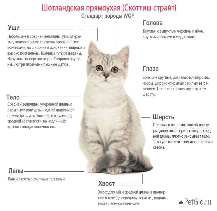 Правильное кормление взрослых шотландских кошек, обзор лучших кормов