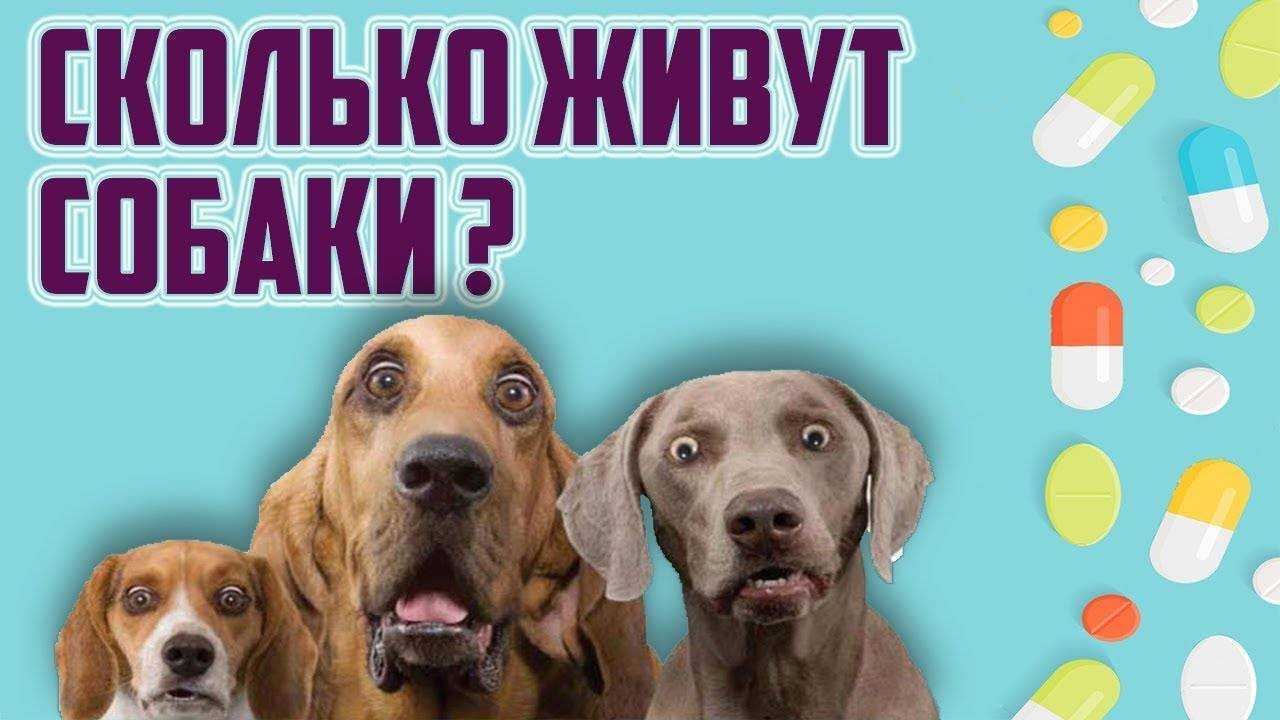 Сколько живут собаки?