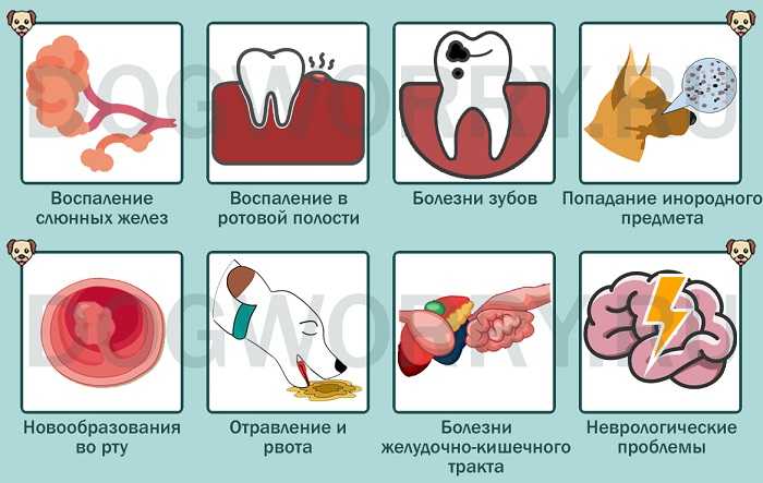 Почему у кошки текут слюни прозрачные как вода каплями, что делать
