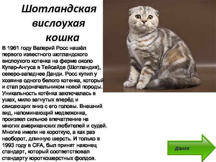 Котята шотландской породы: фото и особенности ухода