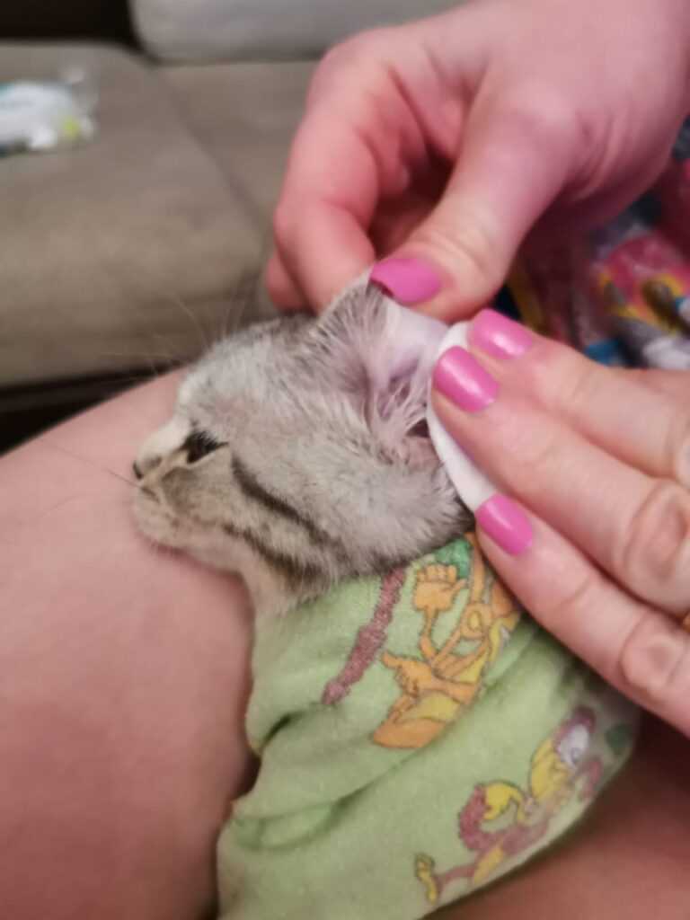 Раны у кошек