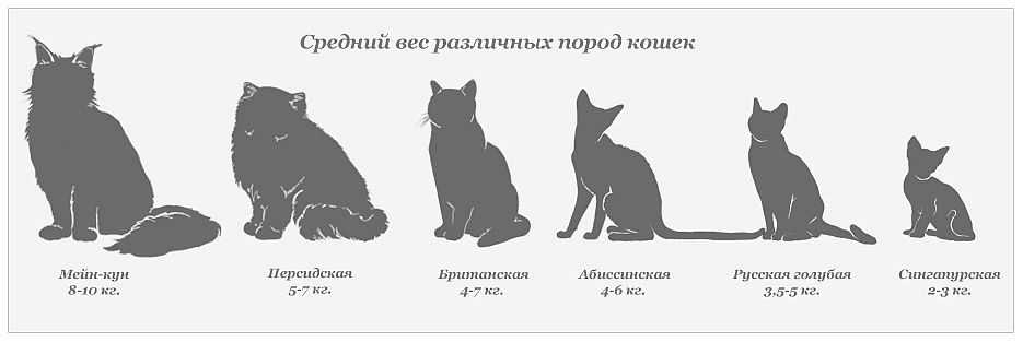 Мейн кун: описание породы, характер, отзывы владельцев