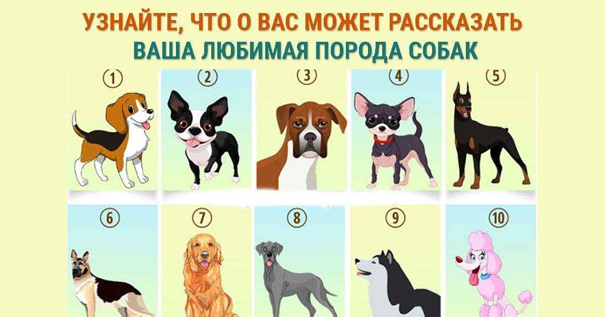Ландсир: фото, описание, характер, содержание, отзывы - домашние животные