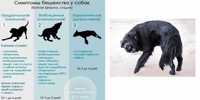 Прыщи (акне) на коже у собак - симптомы, лечение, препараты, причины появления | наши лучшие друзья